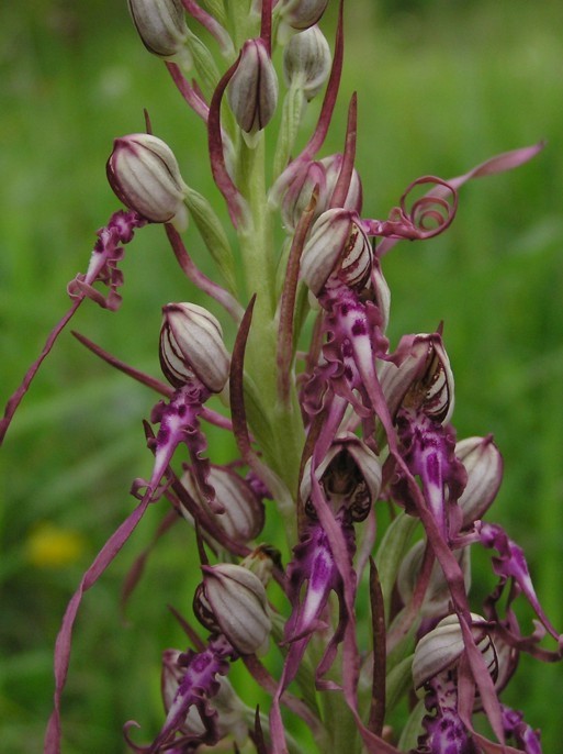 himantoglossum adriaticum